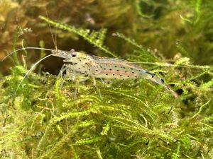  Yamato freshwater prawn 40 pcs Shizuoka prefecture 