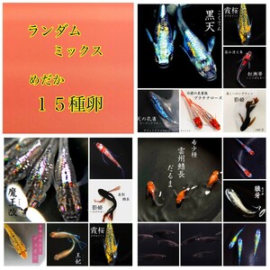 御田間めだか「ランダムミックス」メダカ 有精卵２０個+α 各１５種 （ラメ・ヒレ長・ダルマ・体外光・悪魔目・ミックス・有精卵・メダカ卵