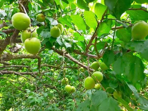 紀州　南高梅　和歌山県産　約5kg 農家直送