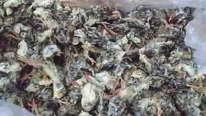 【国産】冷凍ヒナウズラ1袋700㌘×2袋約200匹。　猛禽、爬虫類等の餌に