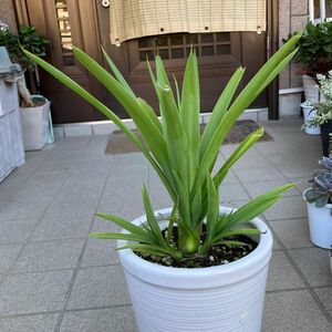 観葉植物　ユッカ　子付き　抜き苗