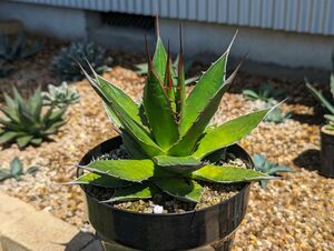 アガベ　ホリダ　実生　Agave　チタノタ　オテロイ　 多肉植物　ギルベイ