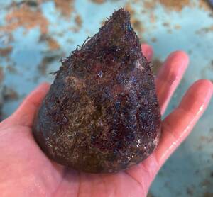 【生体販売】特大！ギンタカハマ　250グラム　１個　飼育用　食用可能　貝　貝殻