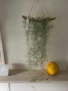 ウスネオイデス スパニッシュモス エアプランツ ティランジア チランジア Tillandsia エアープランツ usneoides