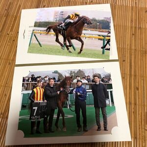 ペッレグリーニ　セントポーリア賞ゴール前と口取り写真　オーナー会員のみ非売品