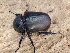 コーカサスオオカブト　ベトナム産　♀単品　未後食　タイリクコーカサス