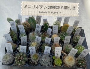 サボテン　ミニサボテン　多肉植物