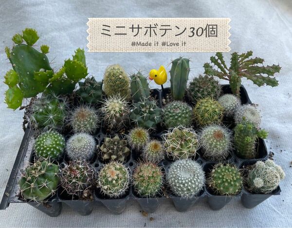 サボテン 多肉植物　寄せ植えセット　寄せ植え