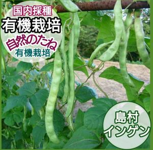 インゲン　無農薬の種　島村インゲン　たね　インゲンの種　家庭菜園　プランター　国内採種　自然農法　自然のたね　野菜の種　種　20粒