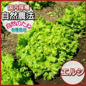 エルシー　レタス　レタスの種　種　タネ　野菜の種　エルシーの種　自然農法　国内採種　プランター栽培　家庭菜園　有機野菜　約200粒