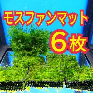 6枚 モスファン ゼニゴケ マット 無農薬 ミナミヌマエビ 水草 隠れ家 メダカ グッピー アクアリウム 水槽 レイアウト 模型