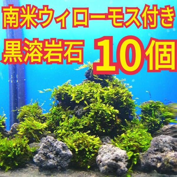 10個 南米ウィローモス 無農薬 黒 溶岩石 ミナミヌマエビ 水草 アクアリウム グッピー 金魚 メダカ ベタ 水槽 レイアウト