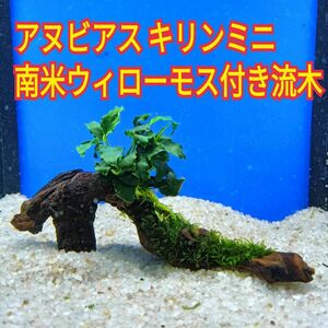 D アヌビアスキリンミニ 南米ウィローモス アク抜き 流木 無農薬 ミナミヌマエビ グッピー メダカ 水槽 レイアウト