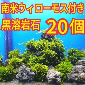 20個 南米ウィローモス 無農薬 黒 溶岩石 ヤマトヌマエビ ミナミヌマエビ 水草 隠れ家 アクアリウム 熱帯魚 金魚 メダカ