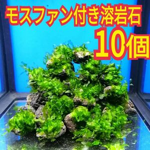 10個 モスファン ゼニゴケ 溶岩石 無農薬 ミナミヌマエビ レッドビーシュリンプ 水草 隠れ家 メダカ グッピー アクアリウム