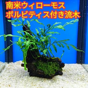 B ボルビティス 南米ウィローモス アク抜き 流木 無農薬 ビーシュリンプ ミナミヌマエビ グッピー メダカ 水槽 レイアウト