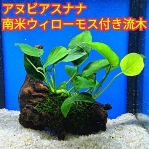 J アヌビアスナナ 南米ウィローモス アク抜き 流木 無農薬 ビーシュリンプ ミナミヌマエビ グッピー メダカ 水槽 レイアウト