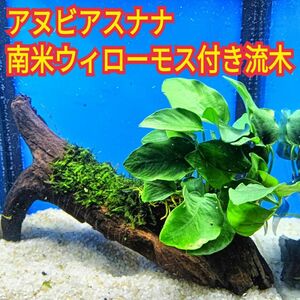 M アヌビアスナナ 南米ウィローモス アク抜き 流木 無農薬 ビーシュリンプ ミナミヌマエビ グッピー メダカ 水槽 レイアウト