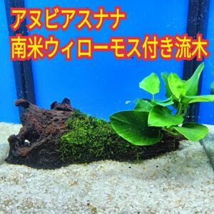 N アヌビアスナナ 南米ウィローモス アク抜き 流木 無農薬 ビーシュリンプ ミナミヌマエビ グッピー メダカ 水槽 レイアウト