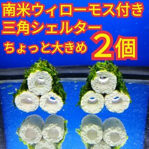 2個 南米ウィローモス 無農薬 ちょっと大きめ 三角シェルター 水草 グッピー メダカ 模型 オブジェ 熱帯魚 水槽 レイアウト