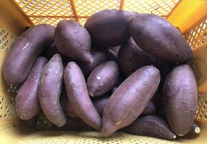  Kumamoto prefecture production sweet potato sweet potato silk sweet 9kg with translation B goods free shipping .... moist smooth profit 