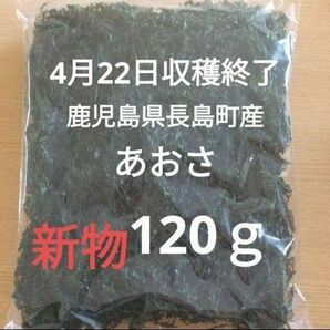 ４月22日収穫終了　鹿児島県長島町産　あおさ　あおさのり　乾燥あおさ