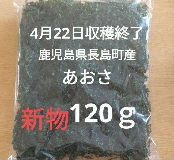 ４月22日収穫終了　鹿児島県長島町産　あおさ　あおさのり　乾燥あおさ