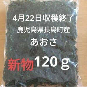 ４月22日収穫終了　鹿児島県長島町産　あおさ　あおさのり　乾燥あおさ