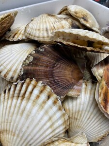  Hokkaido production . scallop 14 kilo ~15 kilo ( 65 sheets ~75 sheets )