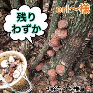 大分県産原木乾燥椎茸（小粒・小）