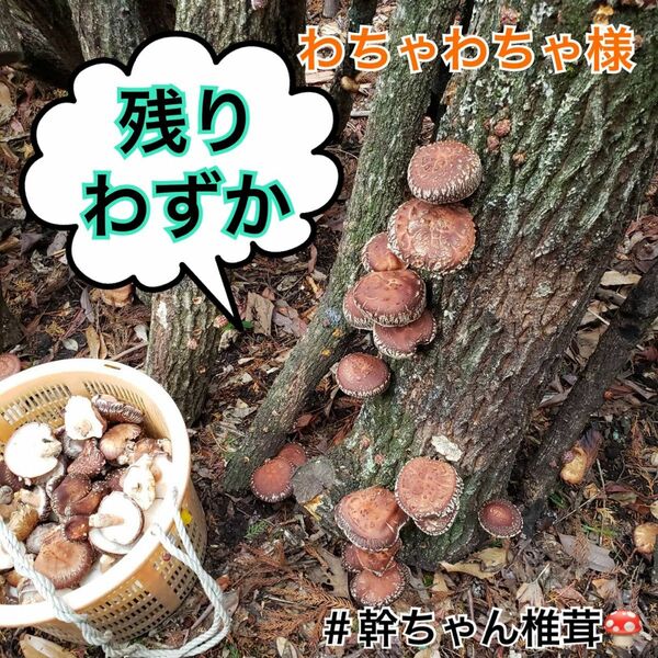 大分県産原木乾燥椎茸（中どんこ）