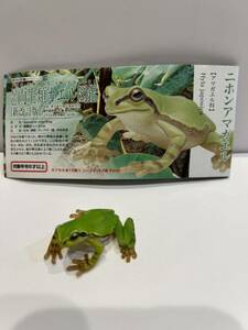 原色両生類カエル図鑑(新改訂版)ニホンアマガエル