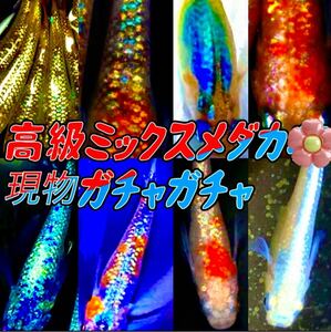 ミックスメダカ成魚20匹！高級ミックスランダム ラメメダカ お楽しみ