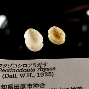 ワタゾコシロアミガサ　貝殻 標本