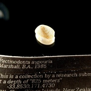 *oup rear watazokosi lower migasa shell specimen 