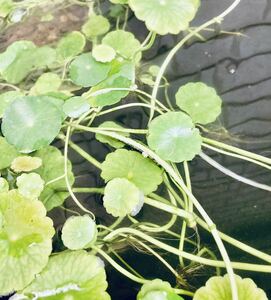 水生植物・水草　ウォーターコイン　ウォーターマッシュルーム１０本