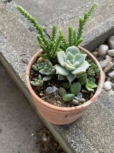 多肉植物 寄せ植えに カット苗 