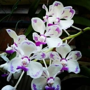 ★★洋蘭★★ V. luzonica 'Ohyamazaki' (OG) 特大株　特別出品　同梱不可　