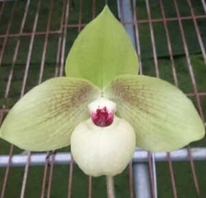 ★★洋蘭★★ Paph. Shun-Fa Golden 'Puli'