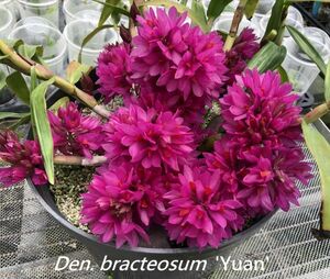 ★★洋蘭★★ Den. bracteosum 'Yuan' ②