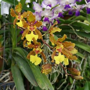 ★★洋蘭★★ Trichocentrum. Lillian Oka 'Jairak'