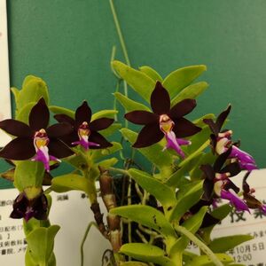 ★★洋蘭★★ Trichoglottis. atropurpurea