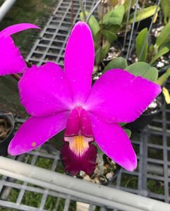 ★★洋蘭★★ C. violacea 'Tsiku Taiwan' SM/TOGA(MC)