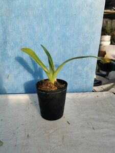 ★★洋蘭★★ Paph. roschildianum × anitum