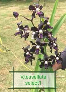 ★★洋蘭★★ V. tessellata (Dark select ×sib)