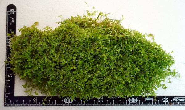 ニューラージパールグラス 約25cm×14cm 水草 水中葉 無農薬