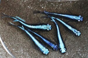 【八代海洋】濃藍（極上カブキブルー） 雄２尾、雌４尾 《現物画像！》Ａ