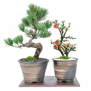 flower bonsai bonsai pair gift .. flower pine pair set Chojubai bonsai tree . leaf pine potted plant present when . also two person . well bonsai. pair gift 