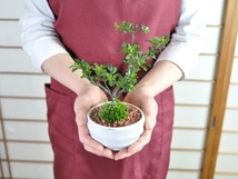 遅れてごめんね母の日 花盆栽　盆栽 スイーツ 盆栽 菓子セット ミニ盆栽 鉢植え 長寿梅 神戸プリン　受け皿付き_画像6