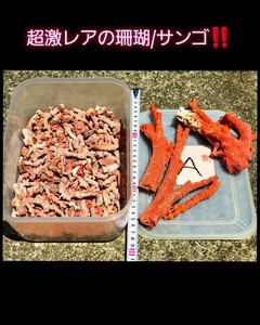 『大量 2860ct！』『幻の高知県/土佐沖産！』超激レアな血赤珊瑚！土佐沖/紀伊半島 サンゴ コーラル！特大サイズ珊瑚のセット！